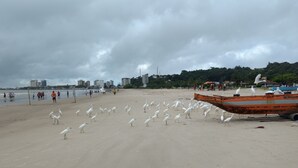 Una playa con un bote oxidado y gaviotas.