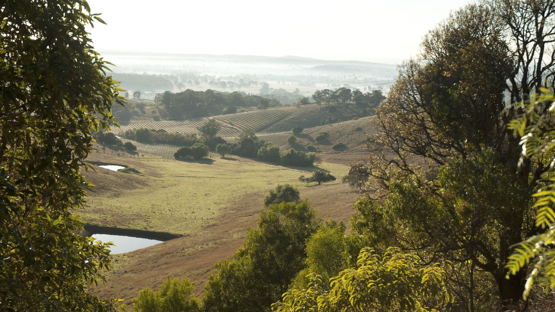Mount View Lodges - Hunter Valley - 1 Bed — image 4
