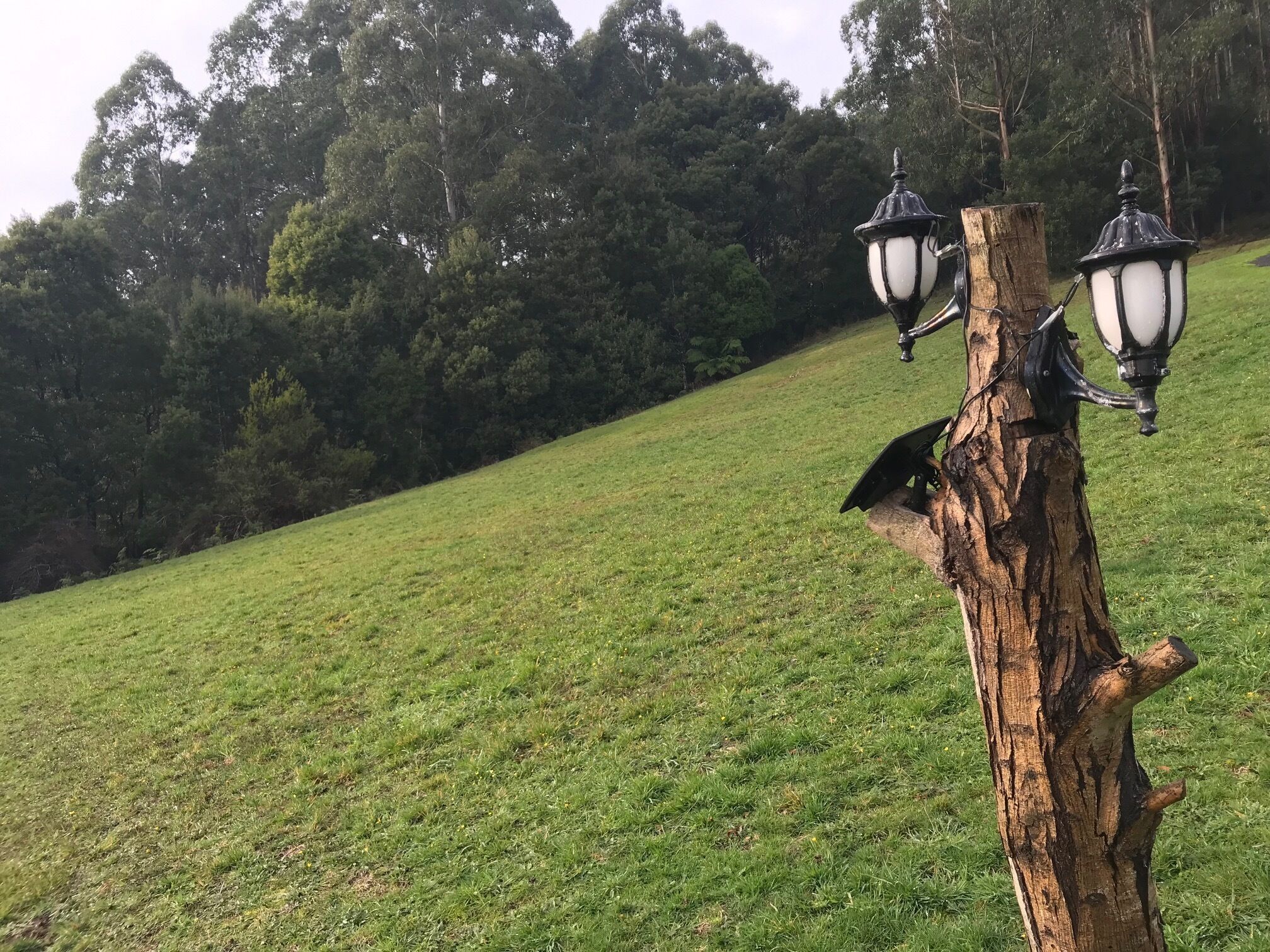 Um declive gramado com duas lâmpadas de rua fixadas no tronco de uma árvore.