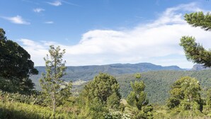 A mountainous landscape with dense forest and clear skies. - Clouds Safari - Glamping with views (Beechmont)