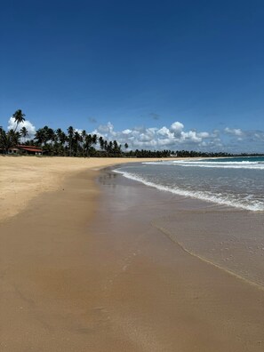 A beach with a clear sky, palm trees, and a calm sea.