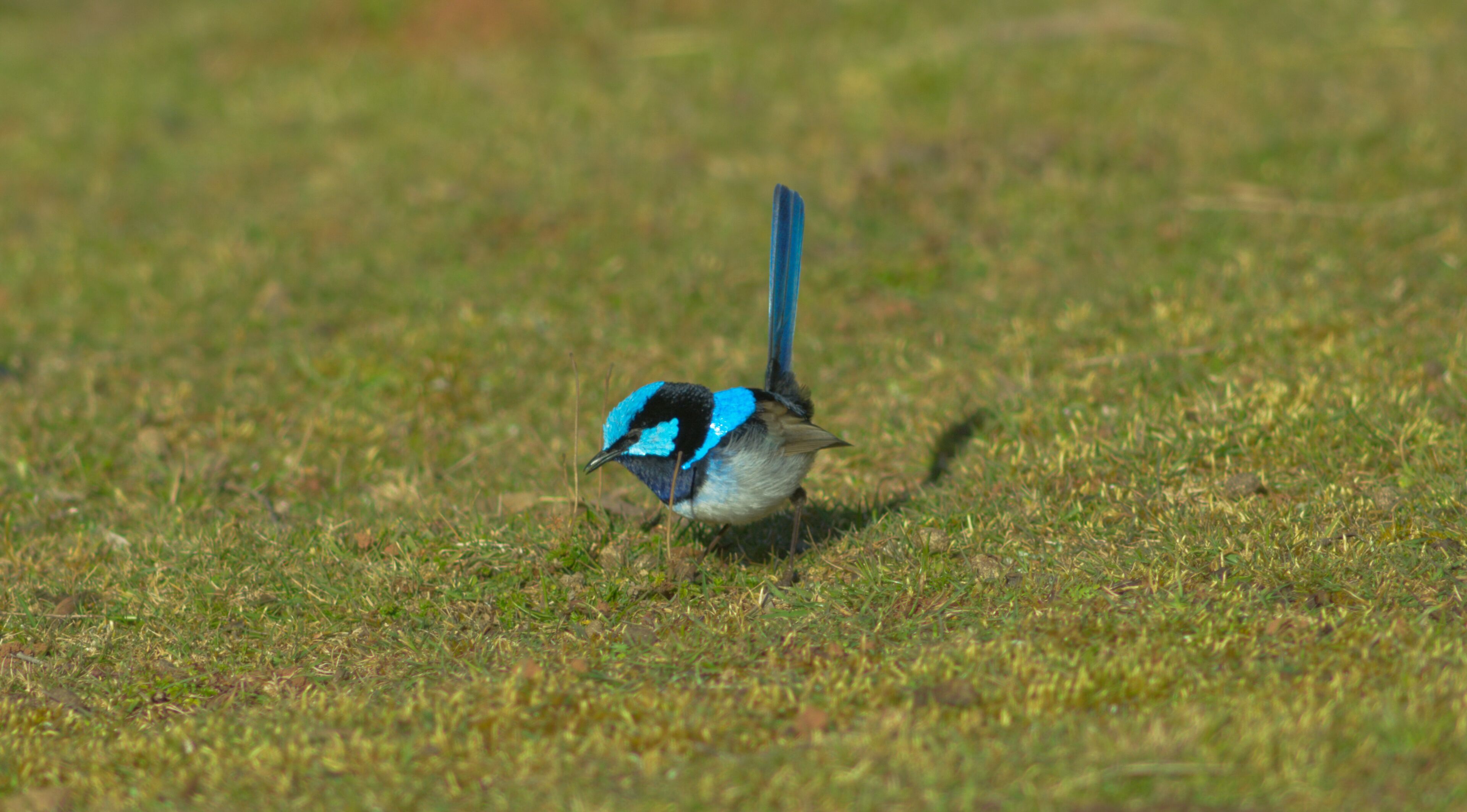 Naivasha Cottage with antique outdoor bath — image 6