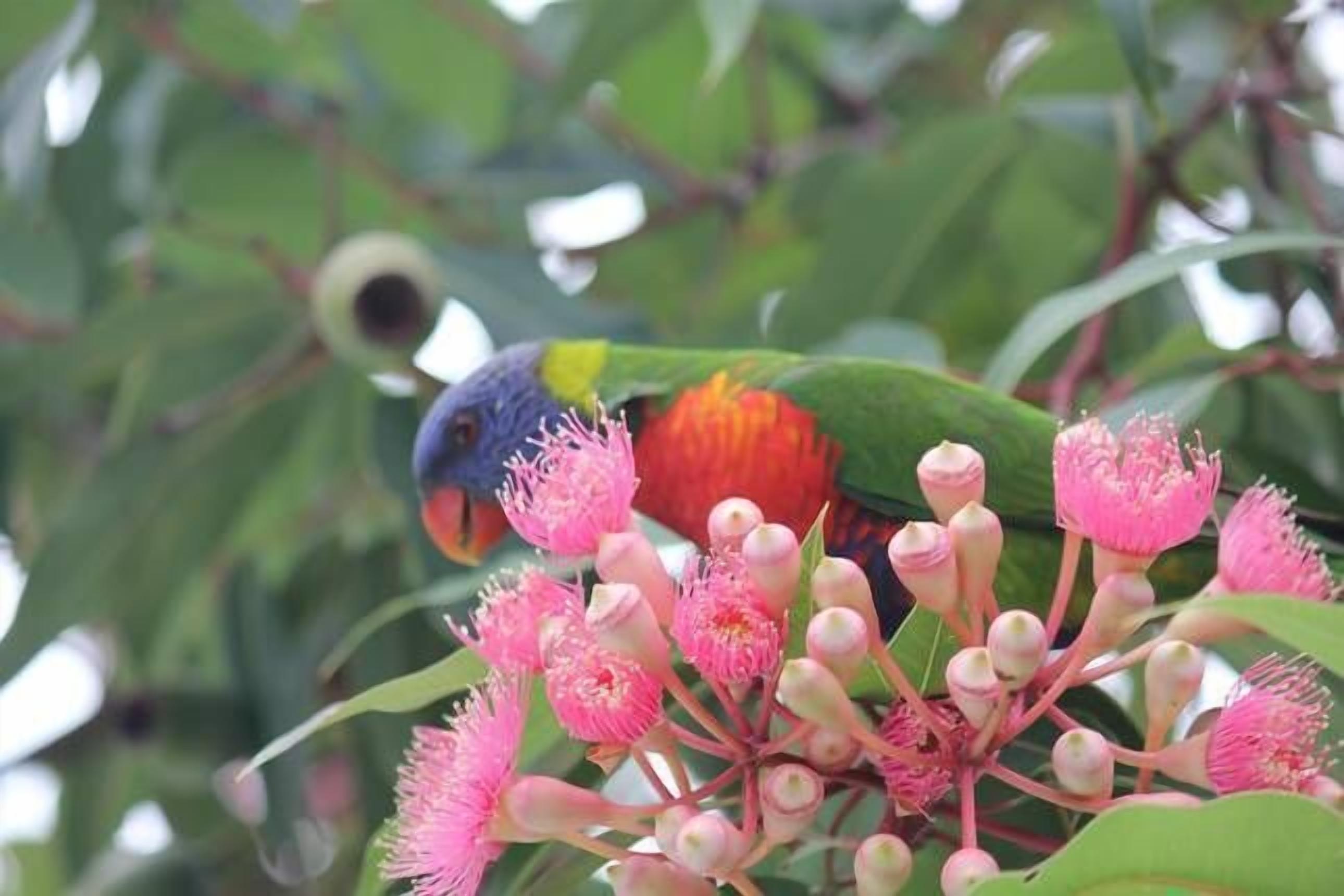 Leafy streets but so close to the Harbour — image 14