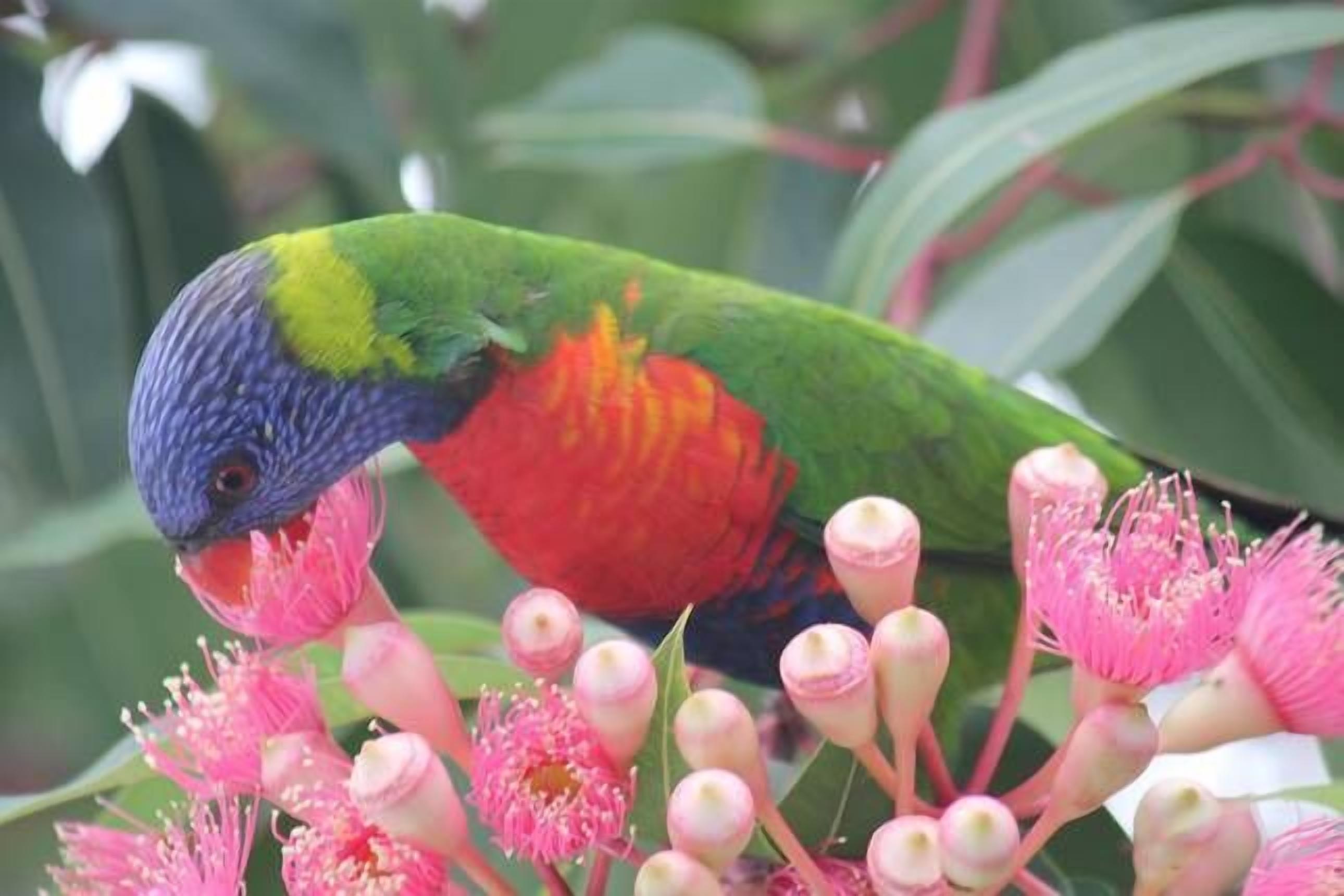 Leafy streets but so close to the Harbour — image 15