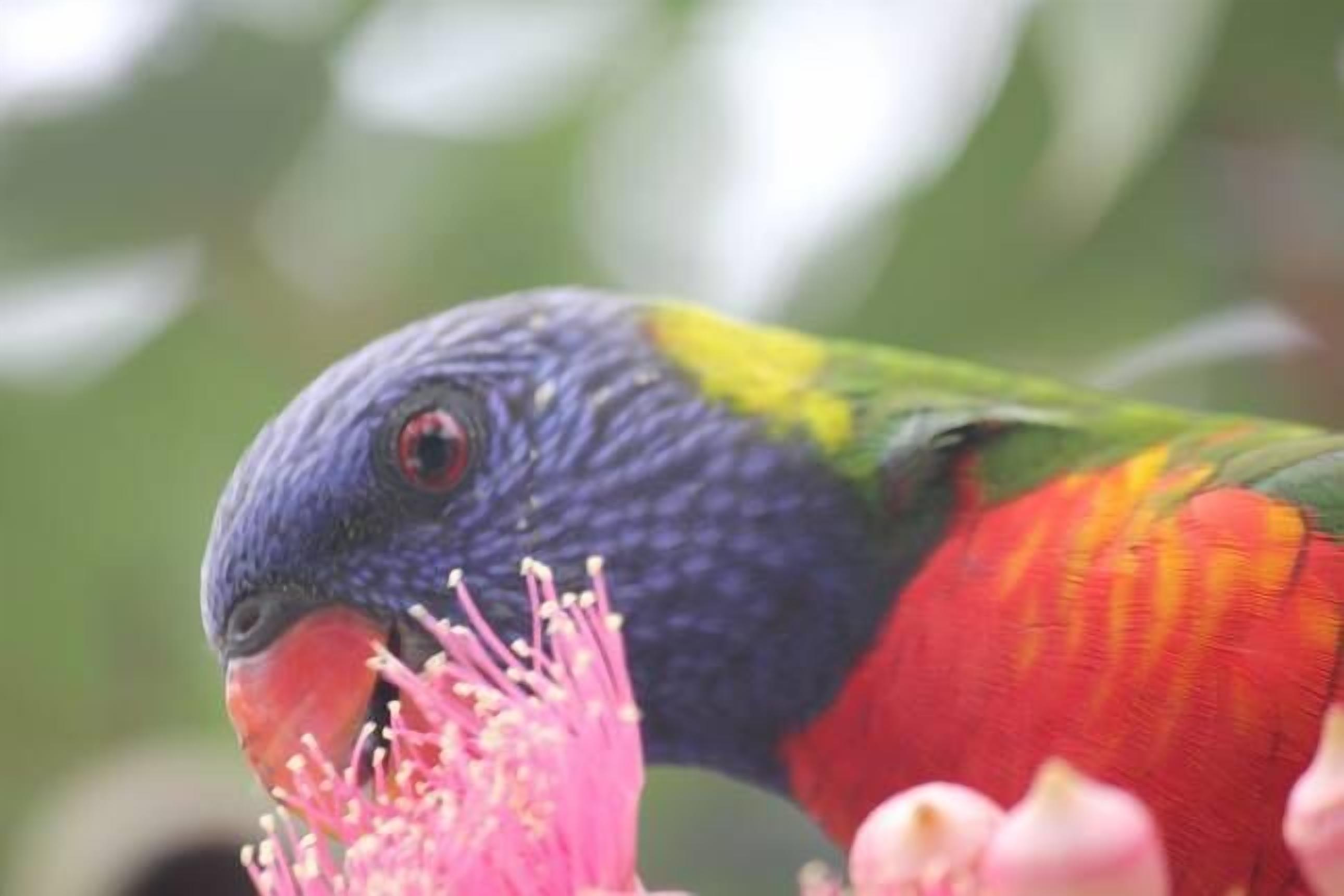 Leafy streets but so close to the Harbour — image 16