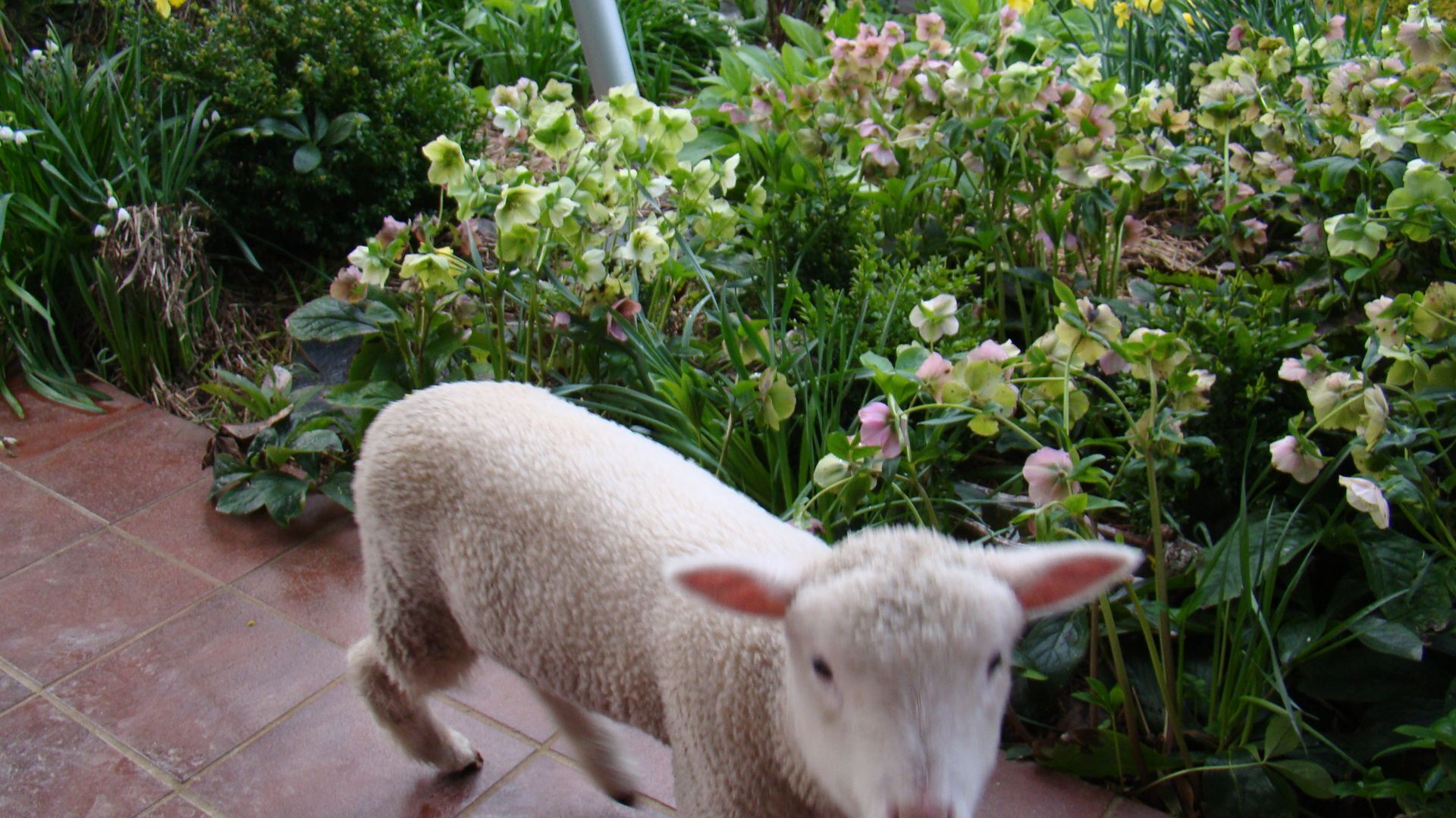 Buttons Cottage a stargazers delight — image 12