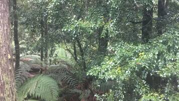 A dense forest with ferns and trees.