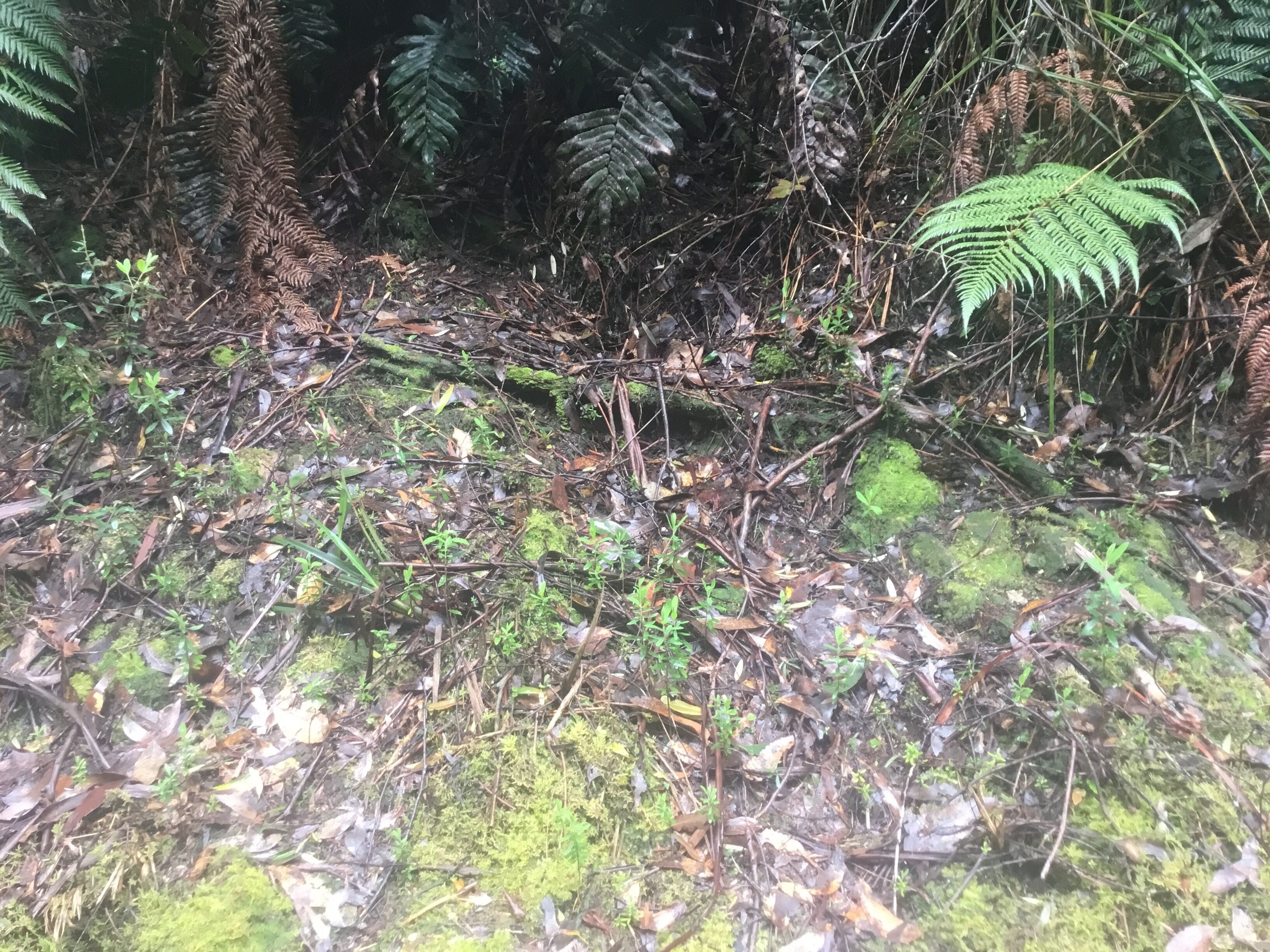 Un sous-bois dense, parsemé de différentes plantes, de fougères et de feuilles mortes.
