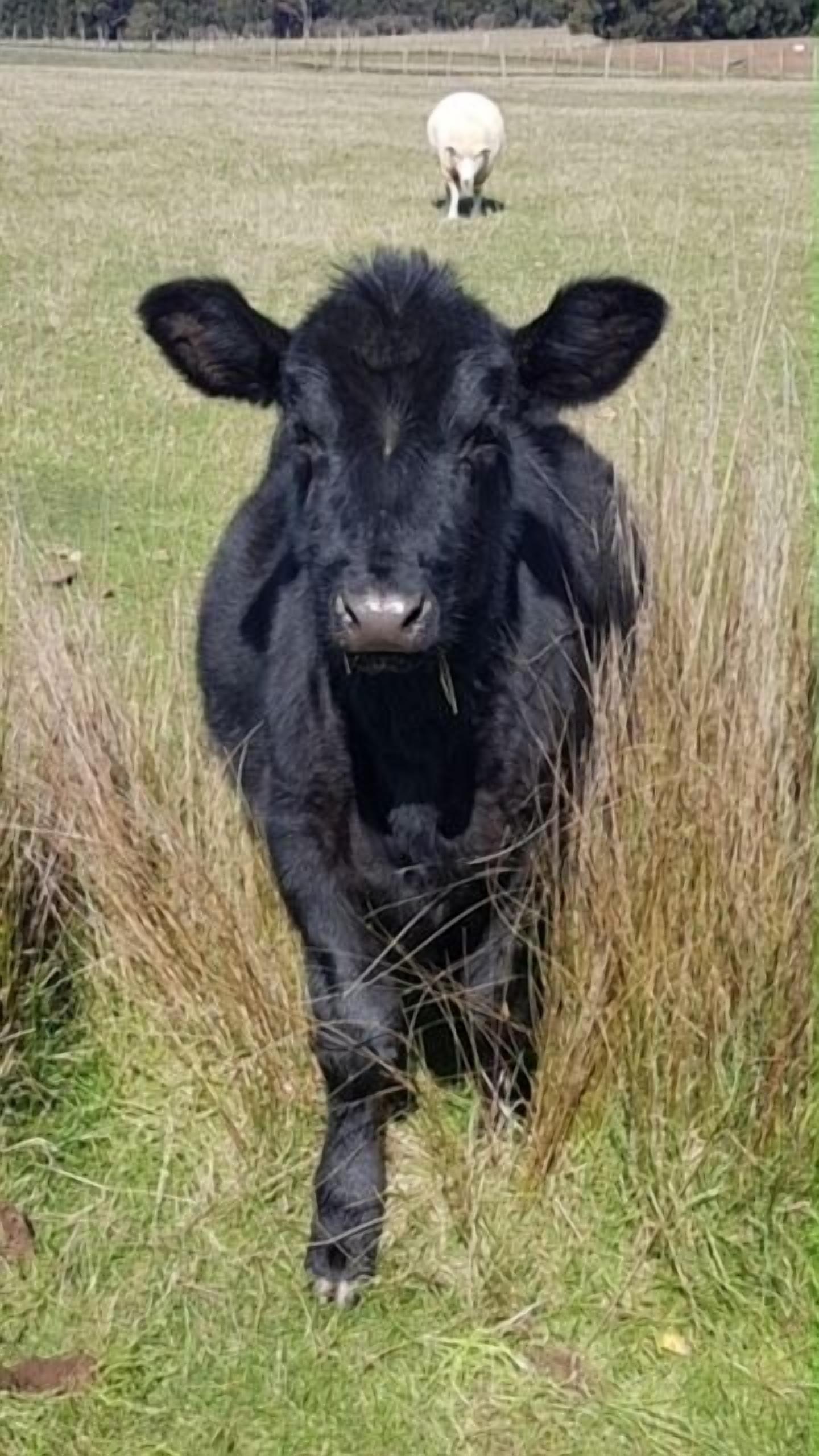 A black cow in a grassy field with a white sheep in the background.
