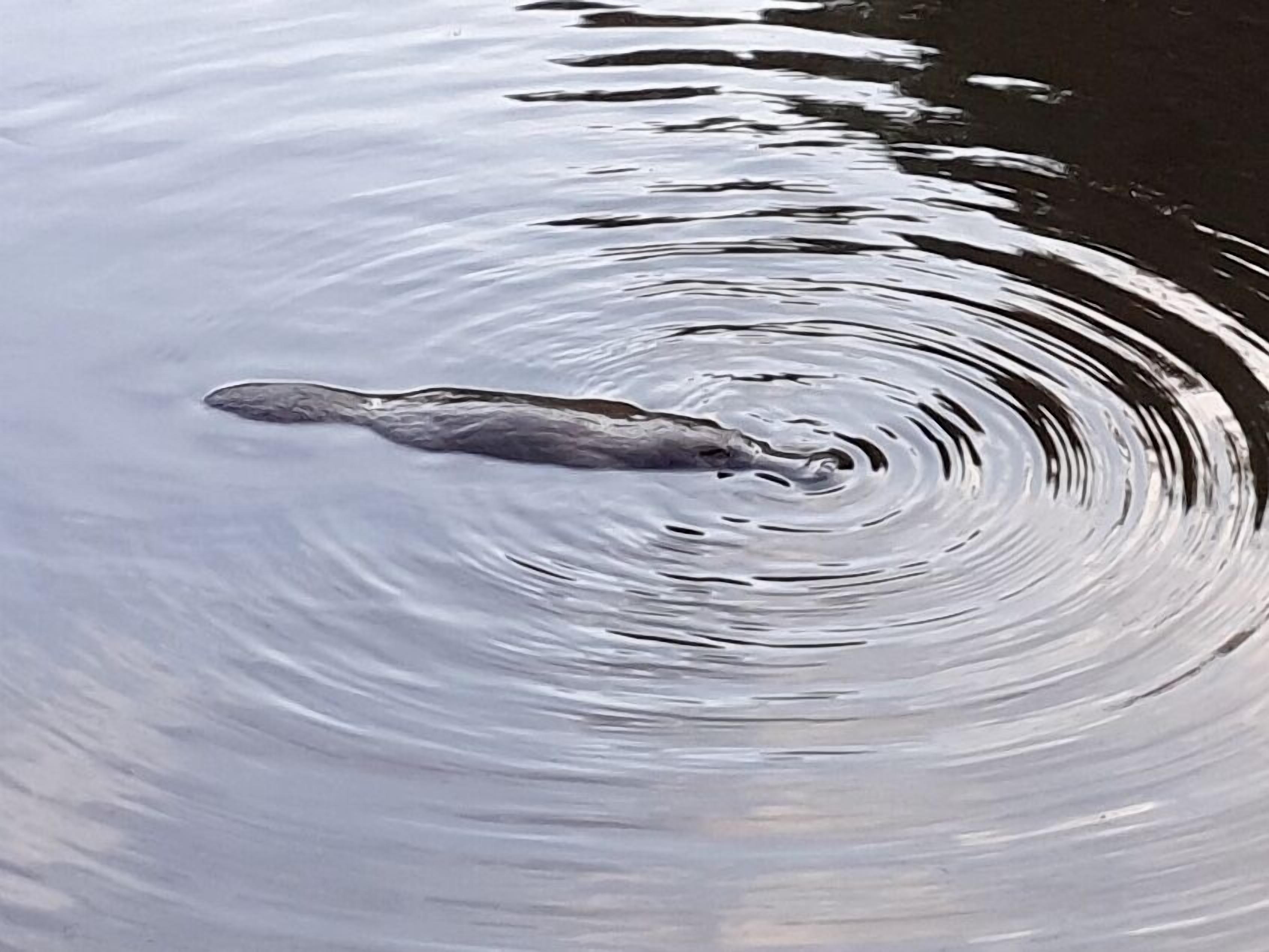 Massa de água com ondulações e um único animal submerso parcialmente.