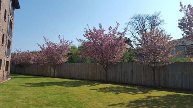 Ein Garten mit Holzzaun, Rasen und Kirschbäumen.