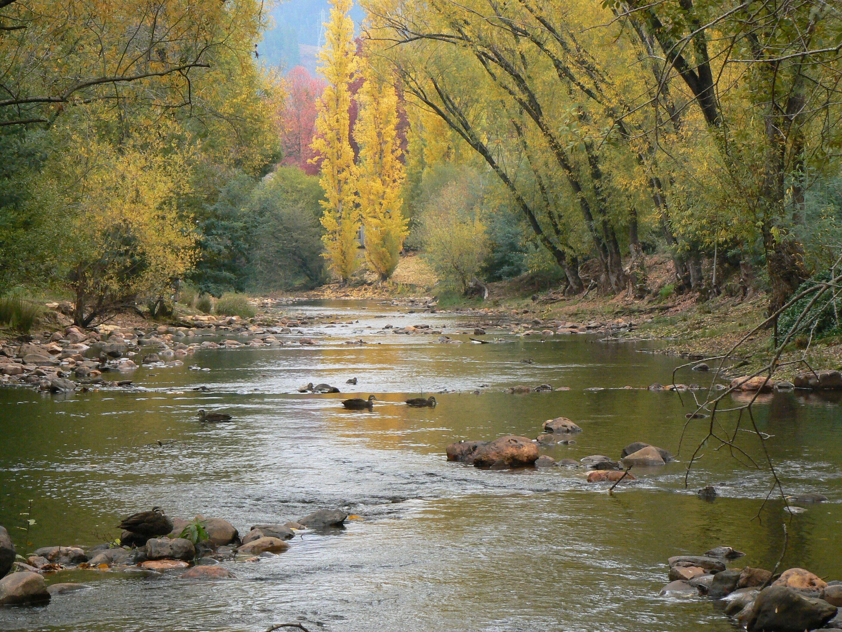 Un río que atraviesa un bosque con rocas y árboles.