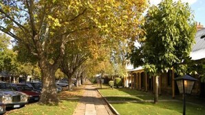 A tree-lined sidewalk with parked cars and a building with a covered patio area. - Stanley Cottage 2 bedroom (North Adelaide)