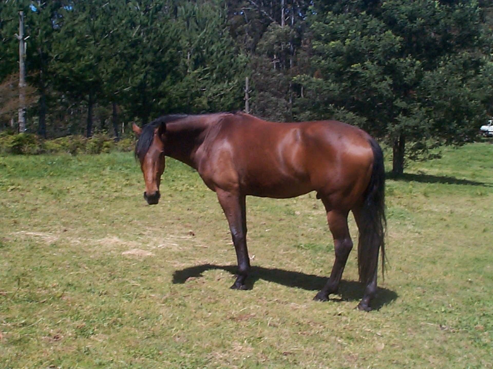 A horse standing in a grassy field with trees in the background.