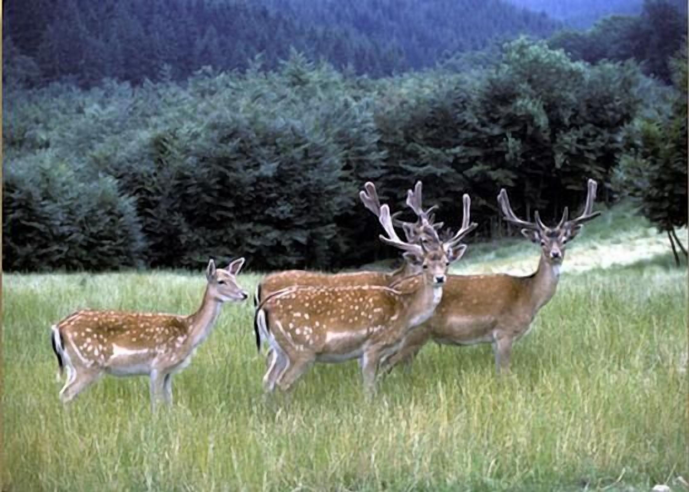 Trois cerfs dans un champ herbeux, avec une forêt dense en arrière-plan.