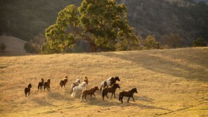 A group of horses grazing in a field with a large tree in the background.