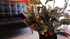 A living room with a black leather sofa and a potted plant with variegated leaves. - Karingo House (Fratta Polesine)