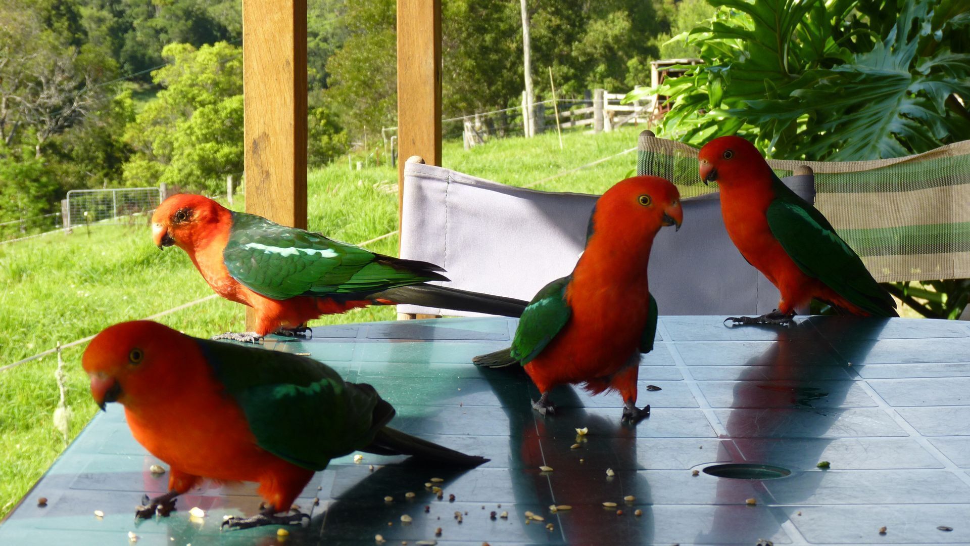 Tres loros sobre una mesa con semillas esparcidas.