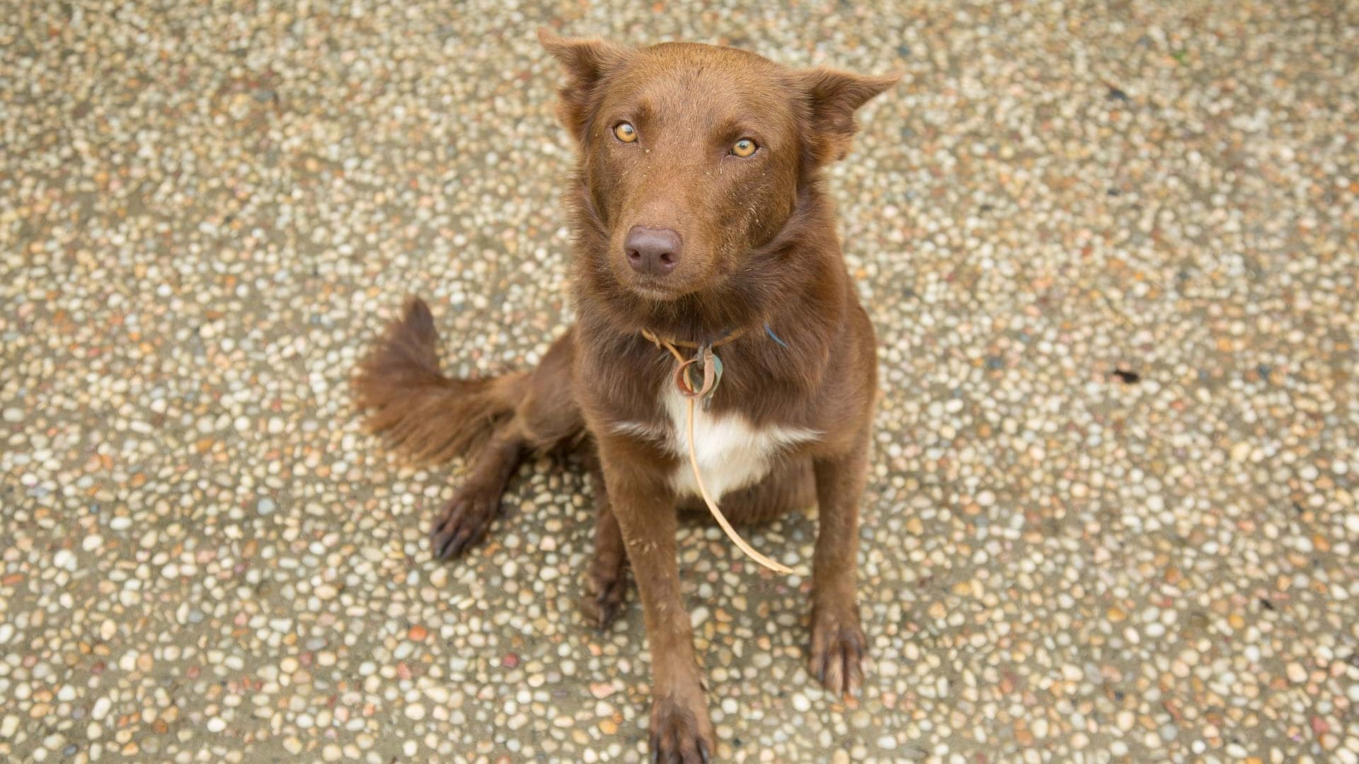 Cairns PET FRIENDL THE HOMESTEAD: Redlynch Pet fees apply Kitchenette YES — image 3