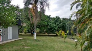 Un jardín cubierto de césped con una palmera, un cobertizo pequeño y follaje denso al fondo.