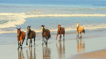 Accommodatie ligt op het strand