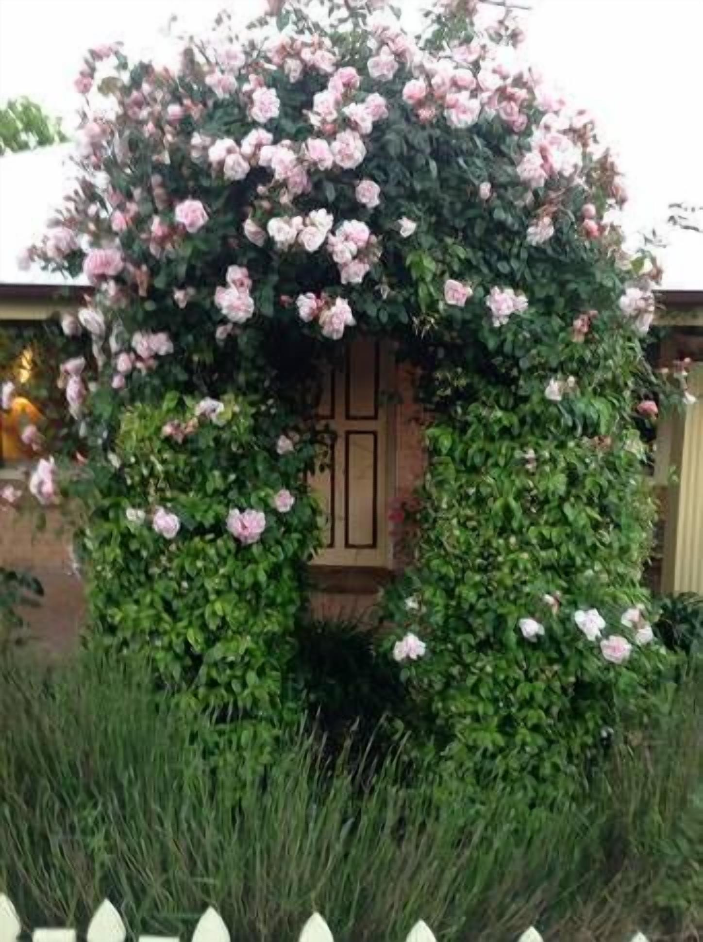 Oats Cottage - Central Hahndorf — image 15