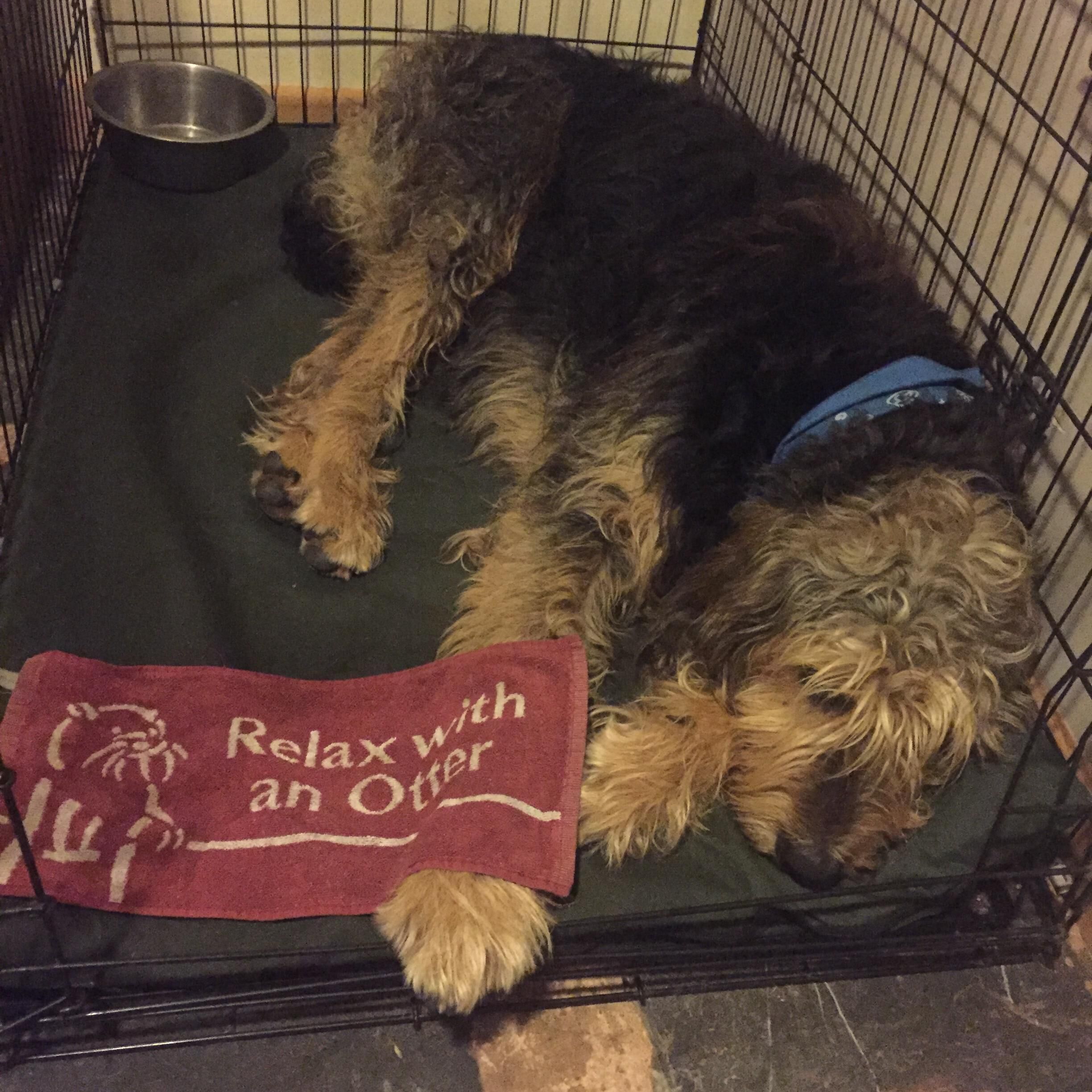 A dog lying on a mat inside a cage with a metal bowl and a towel with text.