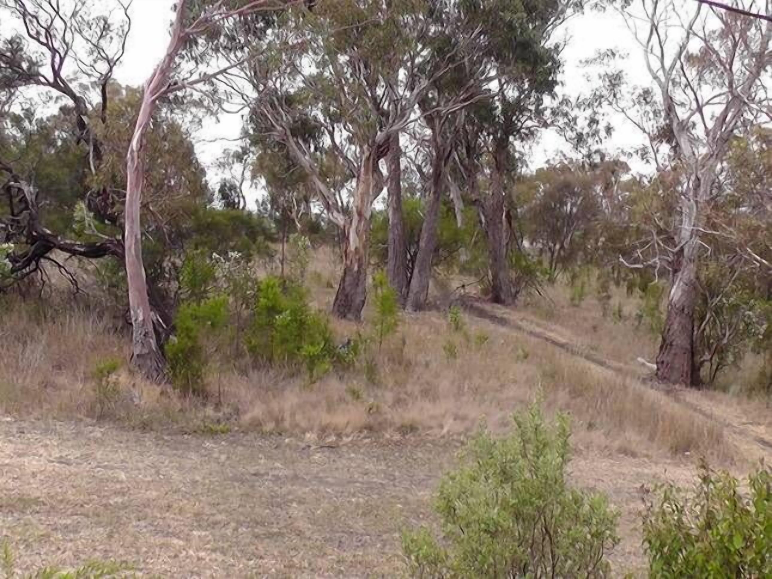 Self-contained apartment adjacent to bushland reserve close to Hobart city — image 11