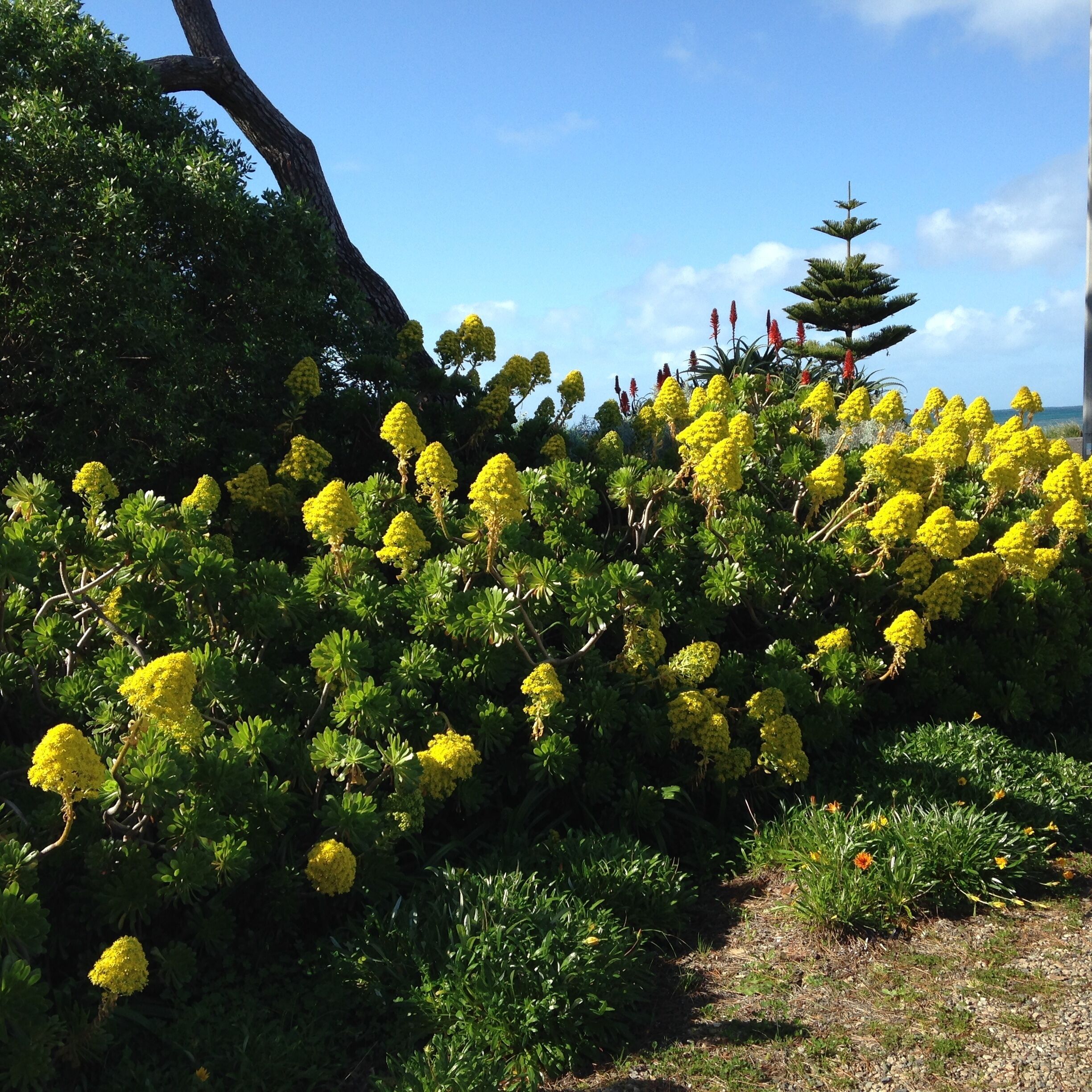 Boutique accommodation in historic beachfront cottage. Self-contained or B&B — image 30