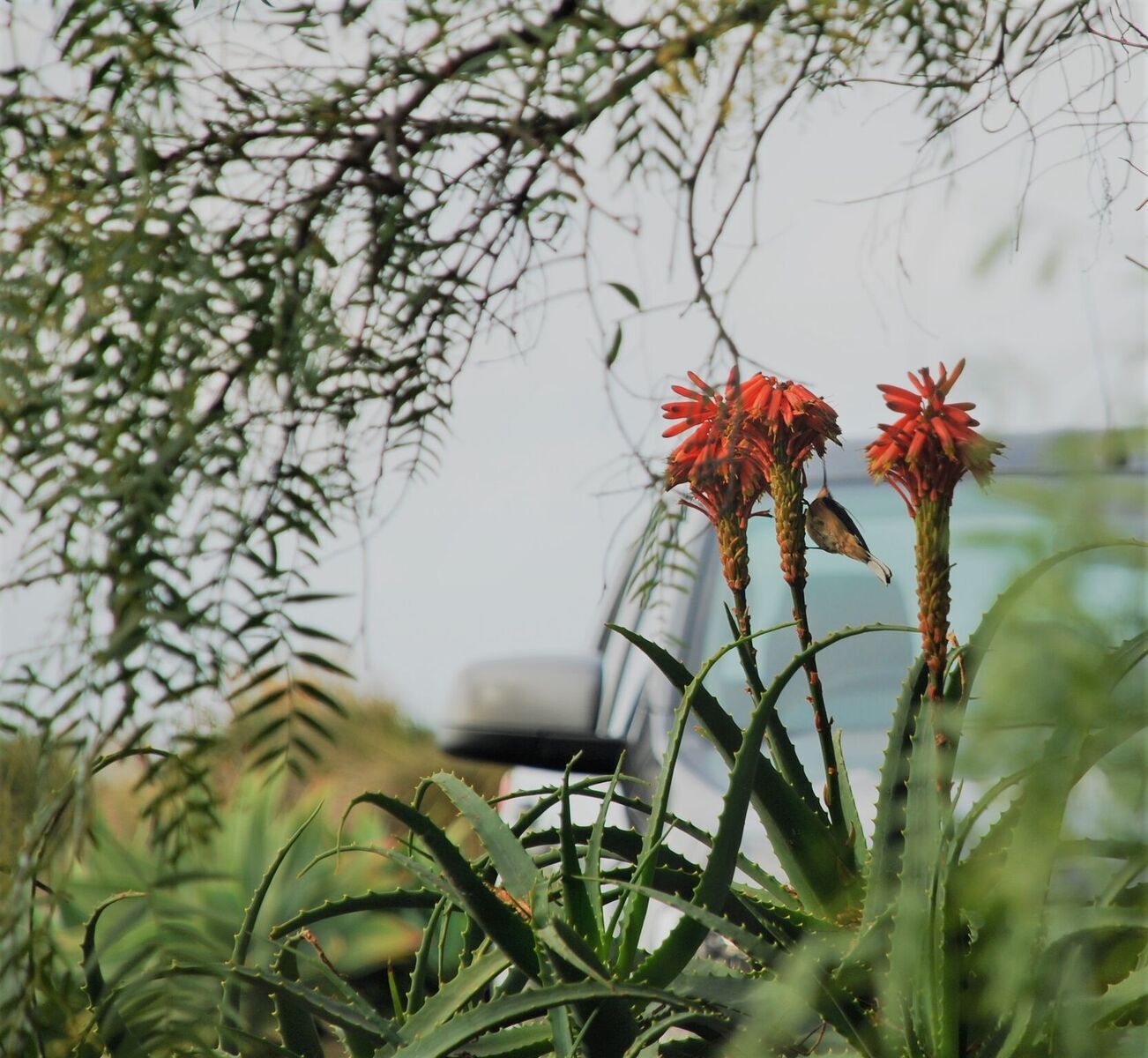 Boutique accommodation in historic beachfront cottage. Self-contained or B&B — image 29