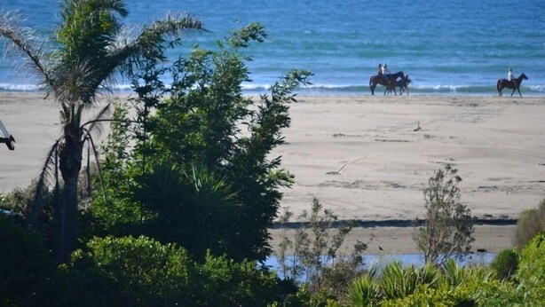Una playa con caballos y jinetes, palmeras y una vista despejada del océano.