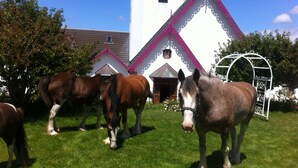 A stable with horses grazing in front of a white building with pink trim. - Hatcher's Manor Richmond - Farmhouse (Richmond TAS)