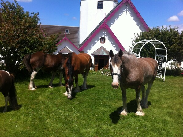 A stable with horses grazing in front of a white building with pink trim.