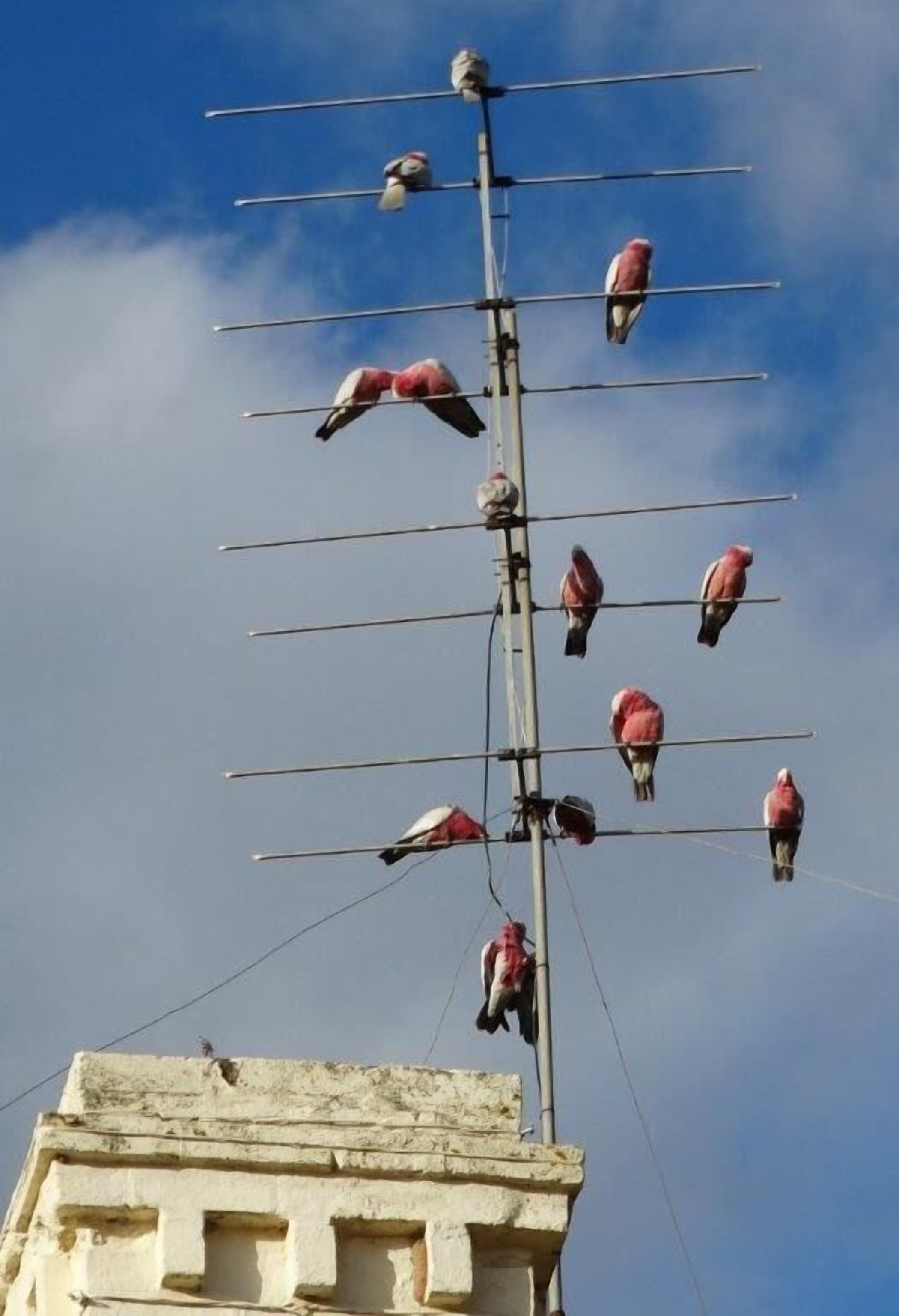 SWEET BRIAR IN THE VINES -  CLARE — image 7