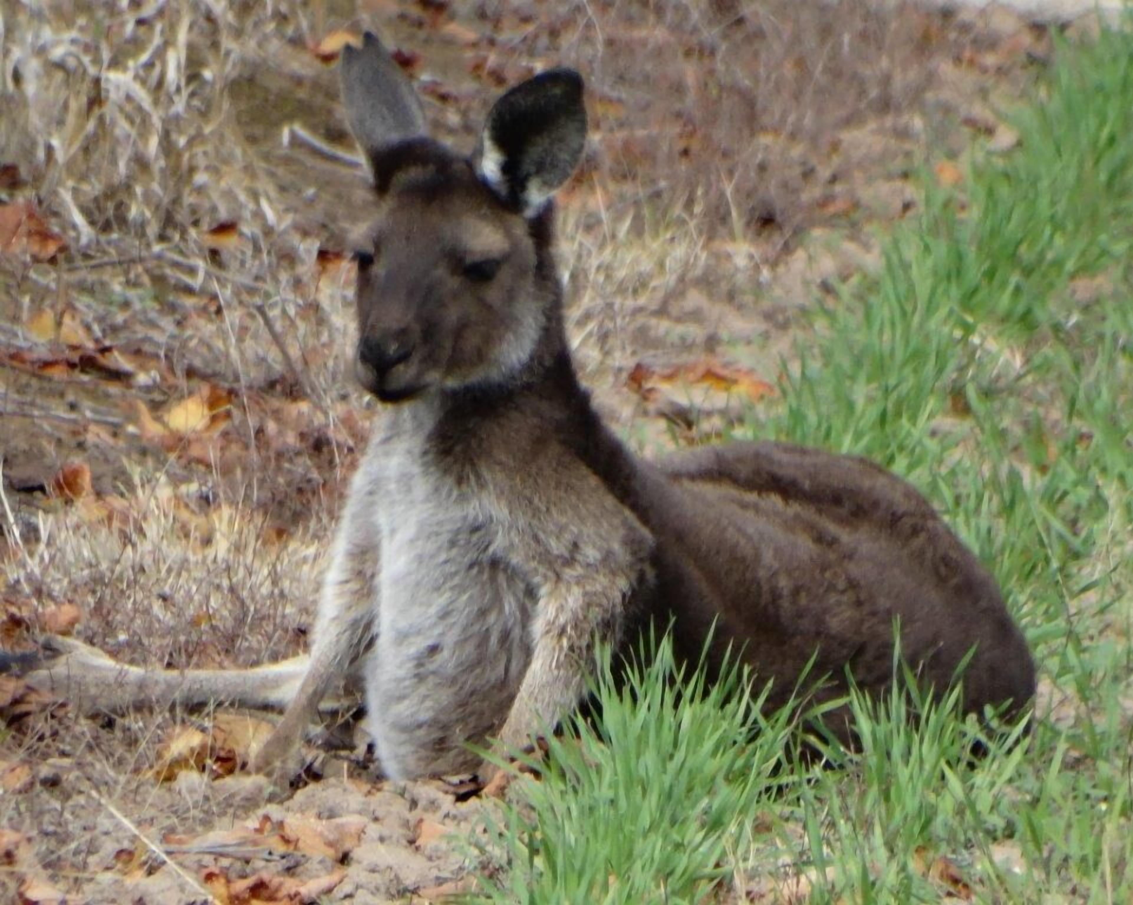 SWEET BRIAR IN THE VINES -  CLARE — image 30