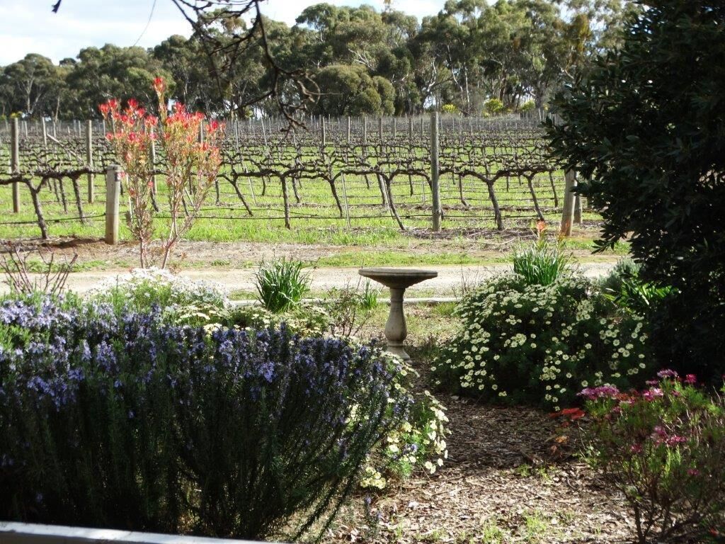 SWEET BRIAR IN THE VINES -  CLARE — image 21