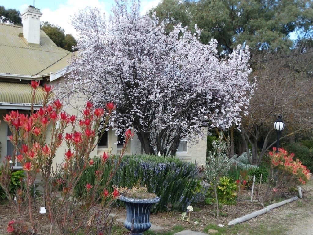 SWEET BRIAR IN THE VINES -  CLARE — image 23