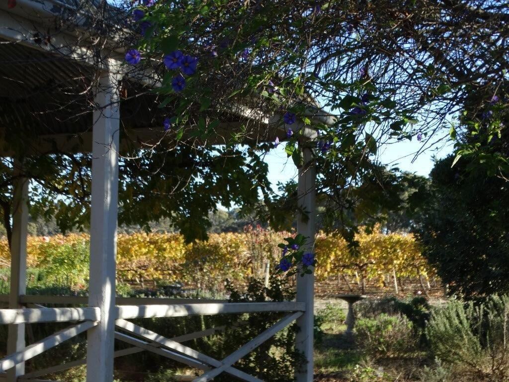 SWEET BRIAR IN THE VINES -  CLARE — image 22