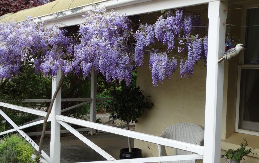 SWEET BRIAR IN THE VINES -  CLARE — image 20