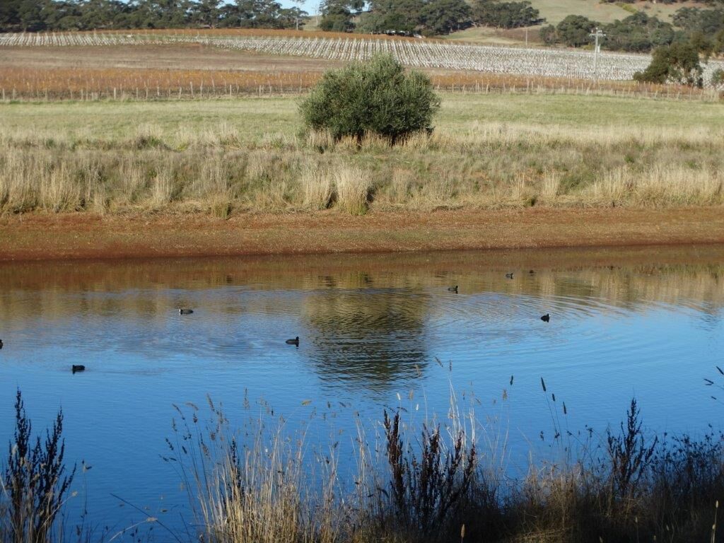 SWEET BRIAR IN THE VINES -  CLARE — image 26