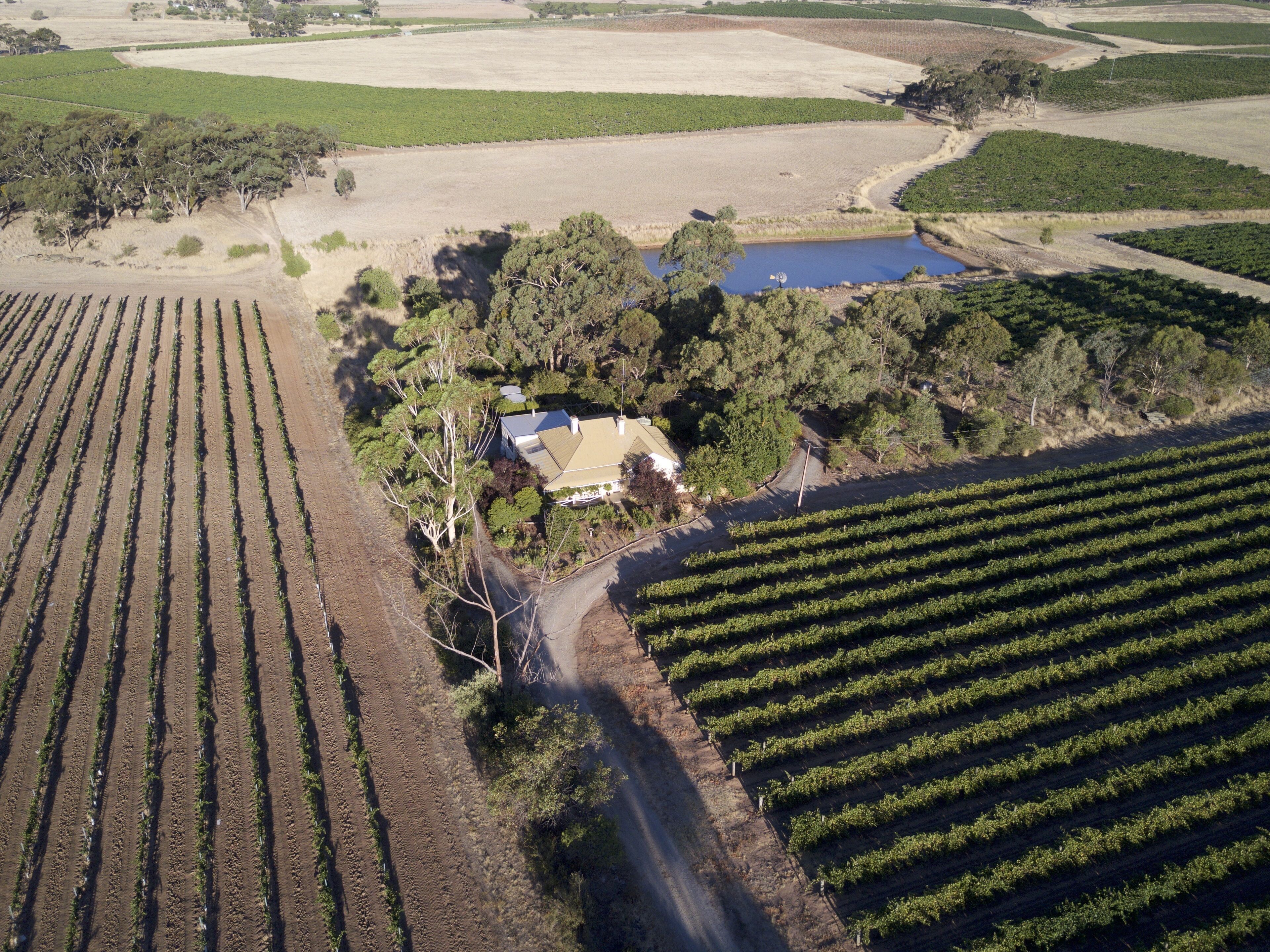 SWEET BRIAR IN THE VINES -  CLARE — image 6