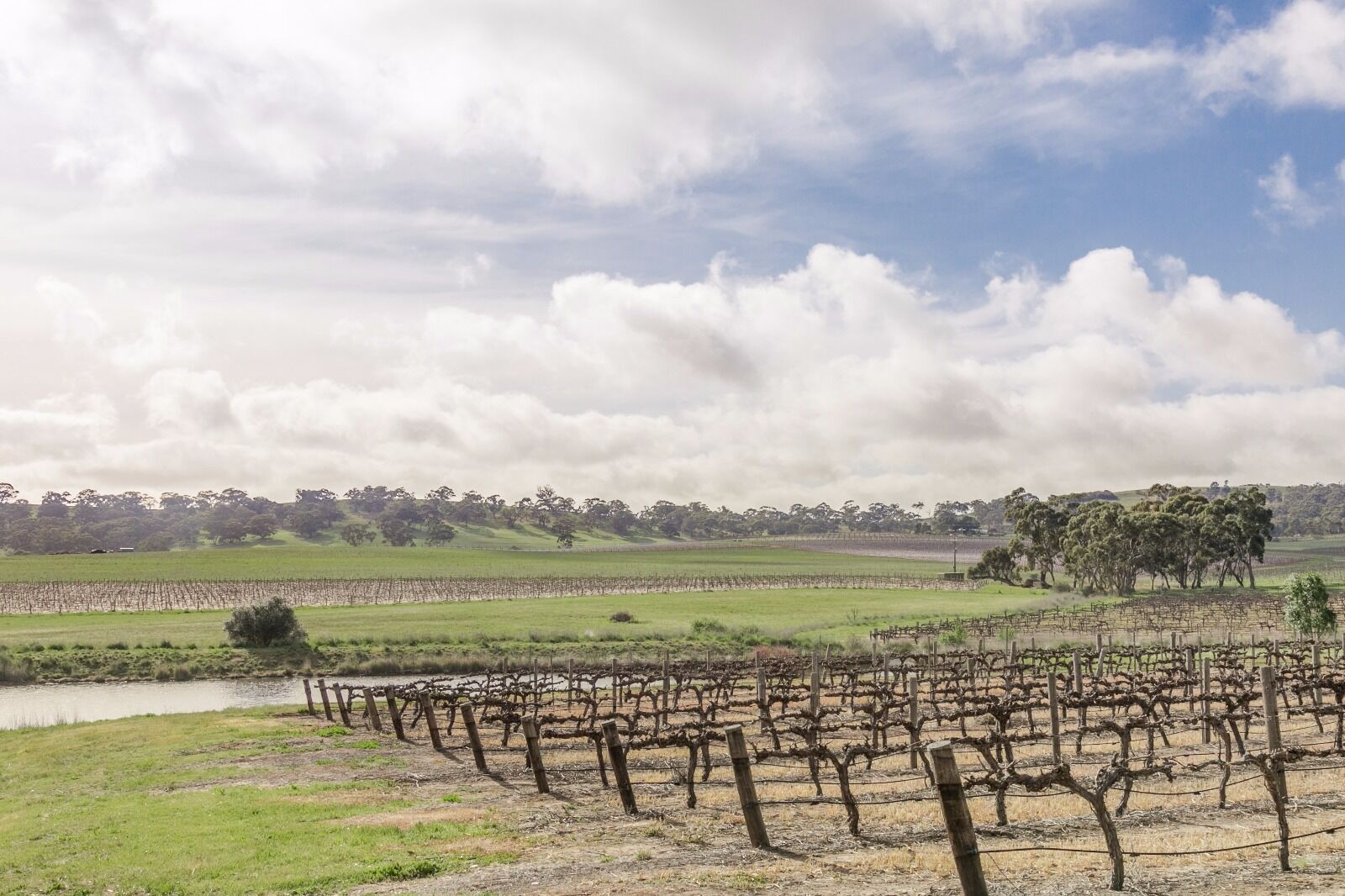 SWEET BRIAR IN THE VINES -  CLARE — image 25