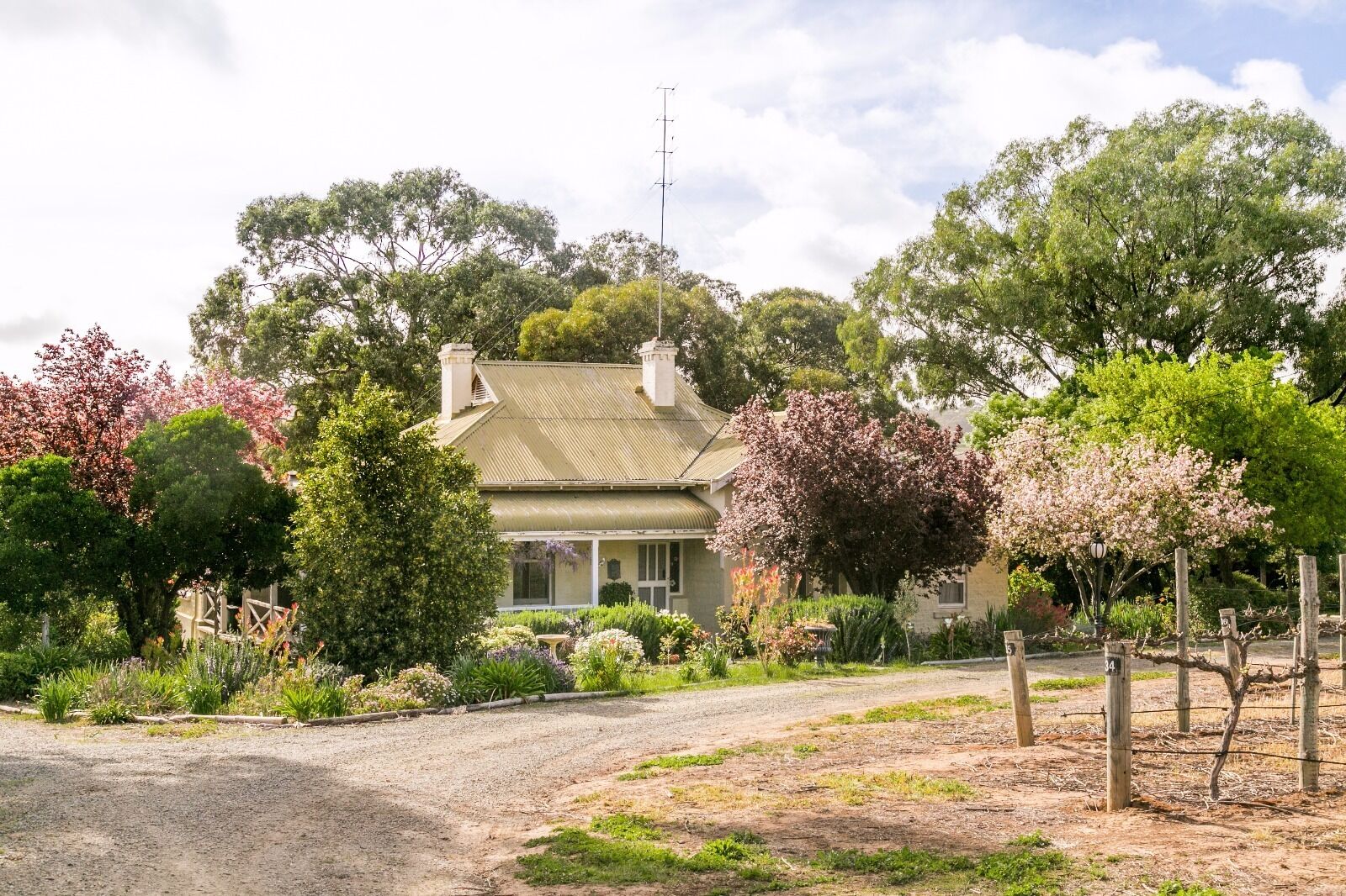SWEET BRIAR IN THE VINES -  CLARE — image 27