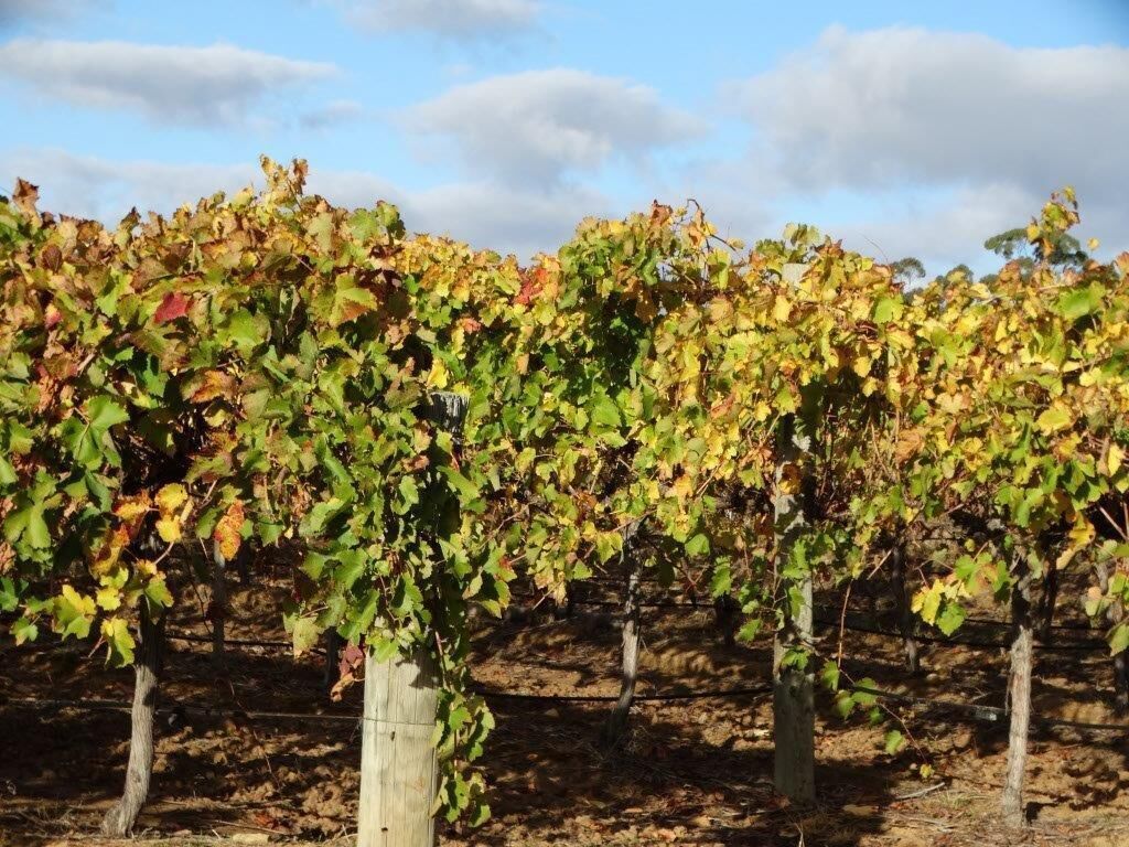 SWEET BRIAR IN THE VINES -  CLARE — image 24