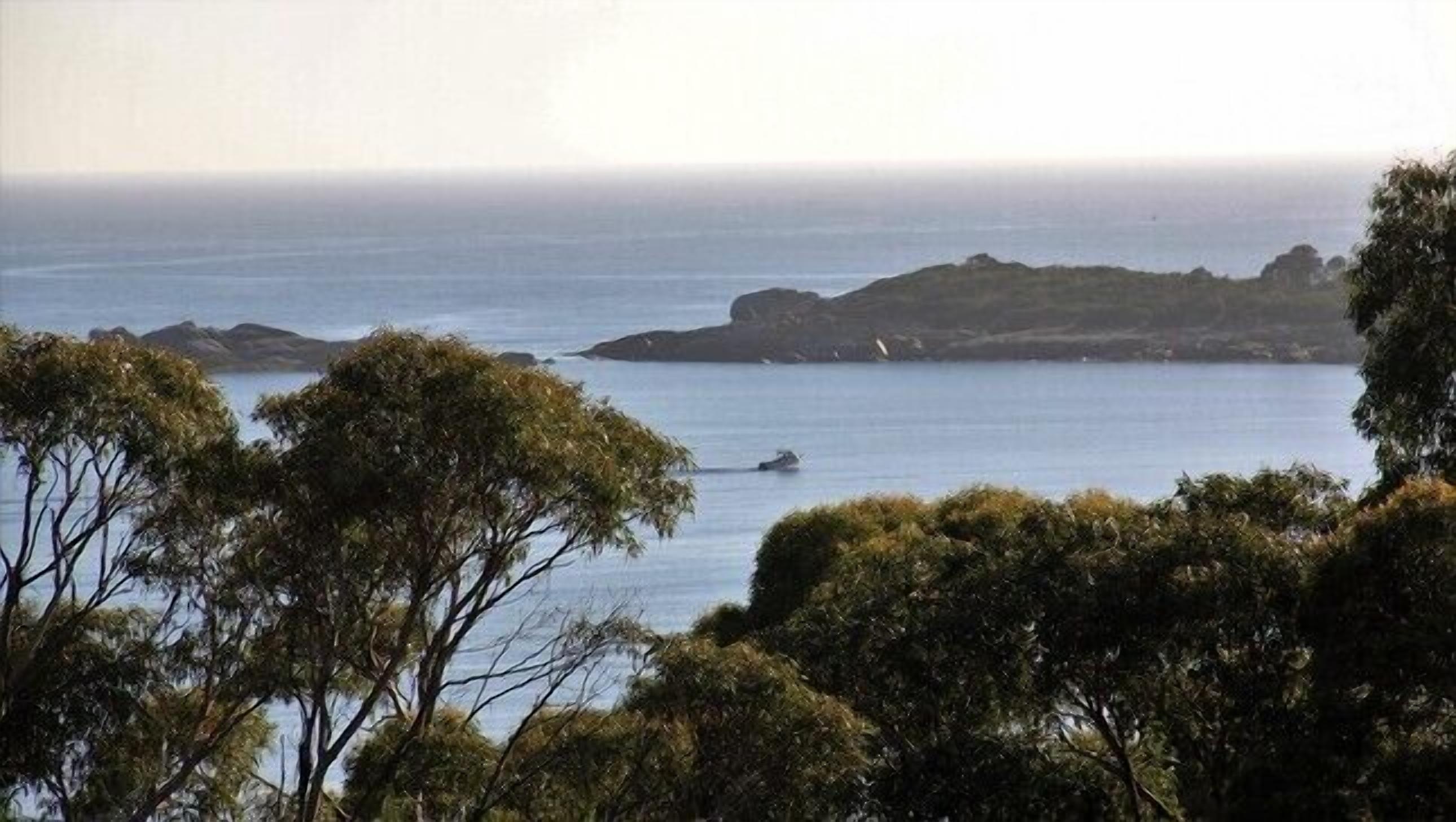 A coastal landscape with trees and a view of the sea.