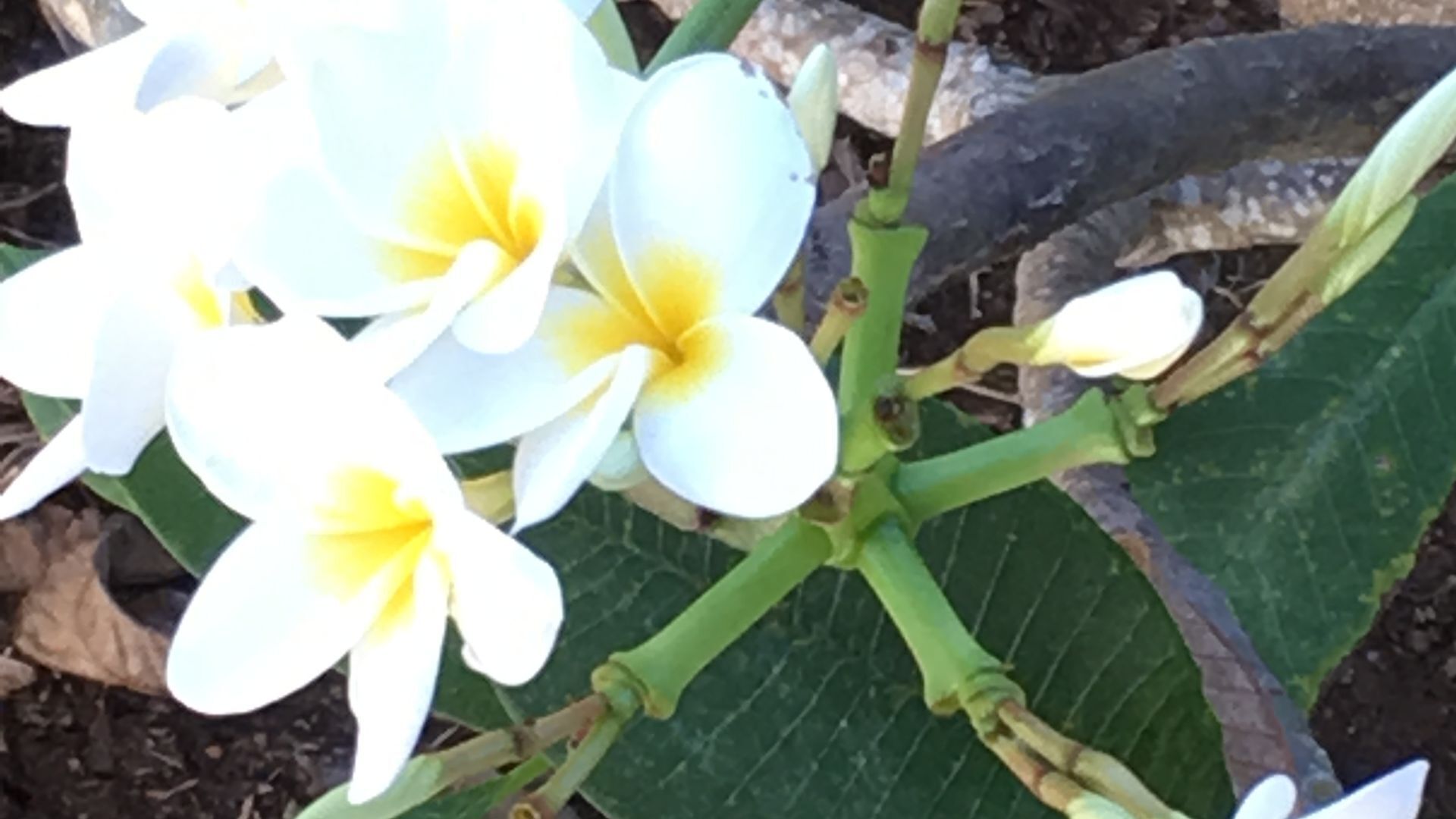 Midge Point \"Oceanbreeze” - quiet and relaxing\" — image 20