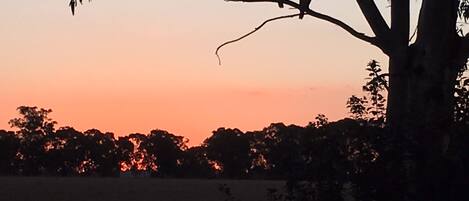 Three birds perched on a tree branch against a sunset sky.