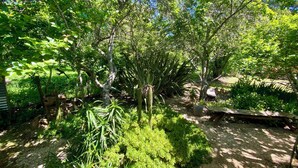A lush garden with various plants and trees, a small pond, and a wooden bench.