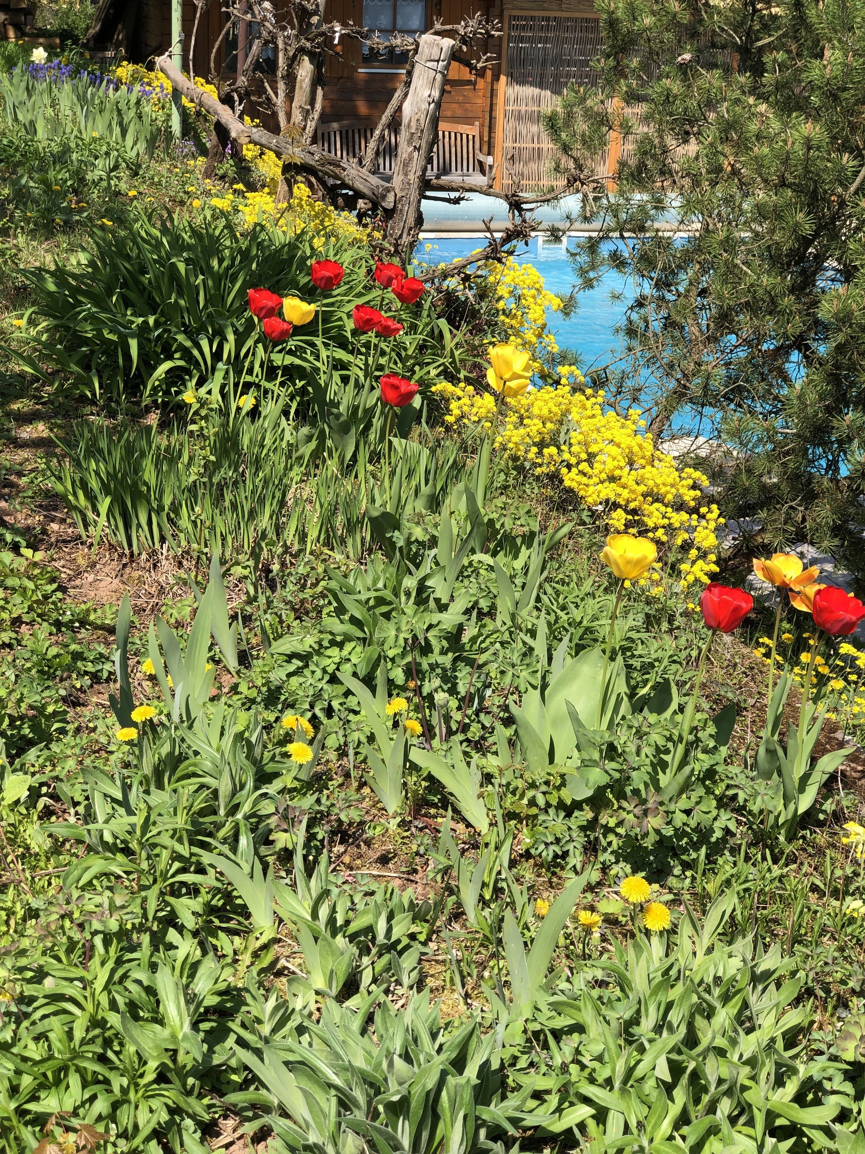 Garden view