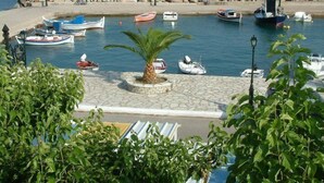 Un puerto deportivo con varias embarcaciones amarradas, una palmera y un sendero de piedra.